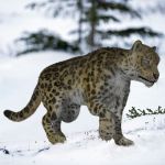 Snow Leopard by AM