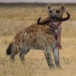 Spotted Hyena by AM
